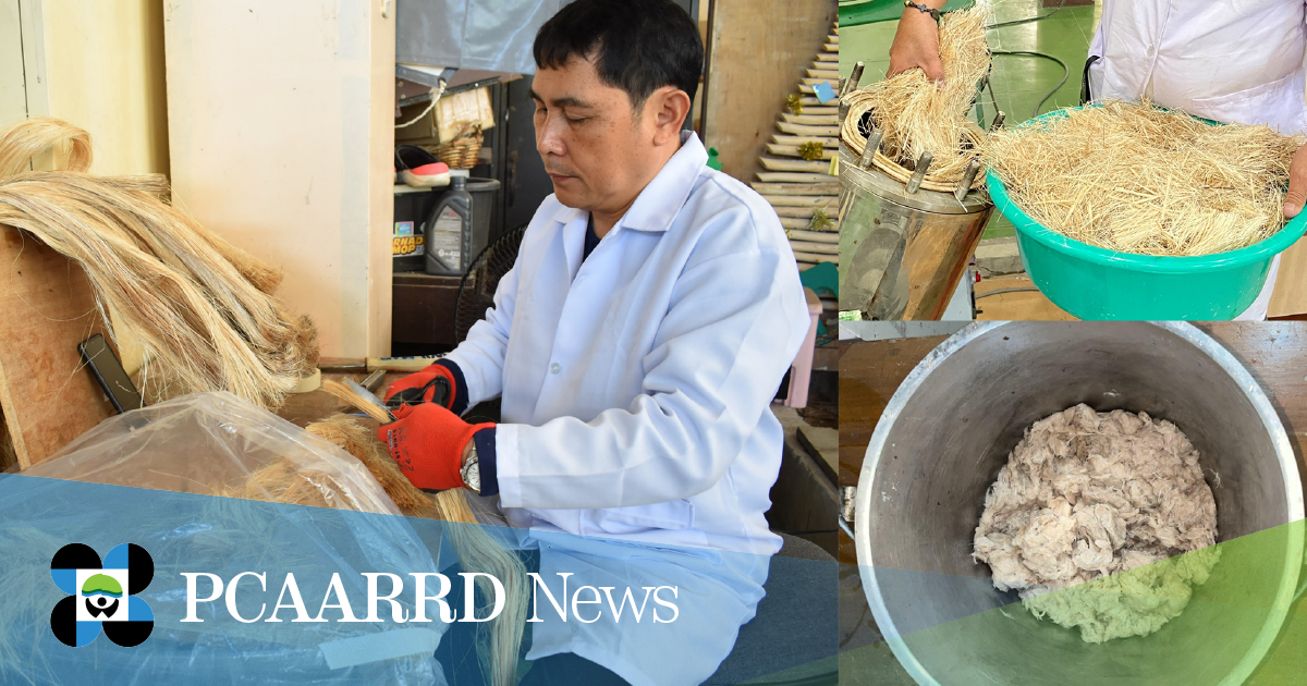 Inter-laboratory testing to confirm abaca hybrid’s potential for pulp and paper production